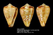 Conus crotchii (2)